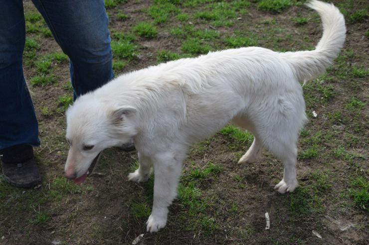 Bild 4: Caruso ist ein lieber, neugieriger Hundejunge.