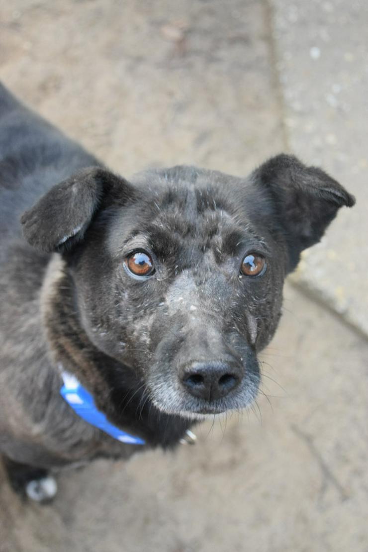 Kotangens ist eine ruhige und unauffällige Hundedame.