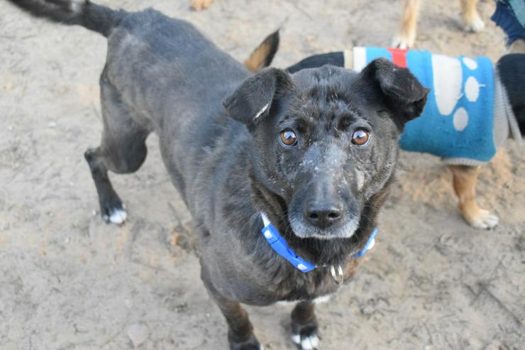 Bild 2: Kotangens ist eine ruhige und unauffällige Hundedame.