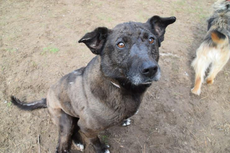 Bild 3: Kotangens ist eine ruhige und unauffällige Hundedame.