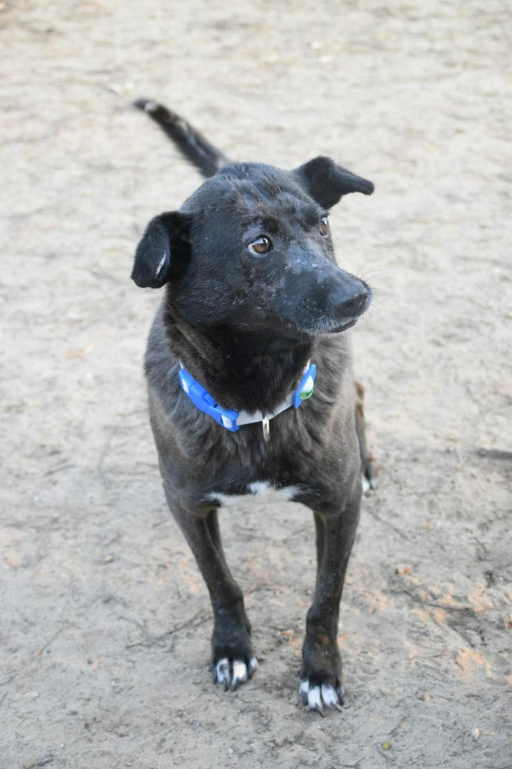 Bild 6: Kotangens ist eine ruhige und unauffällige Hundedame.