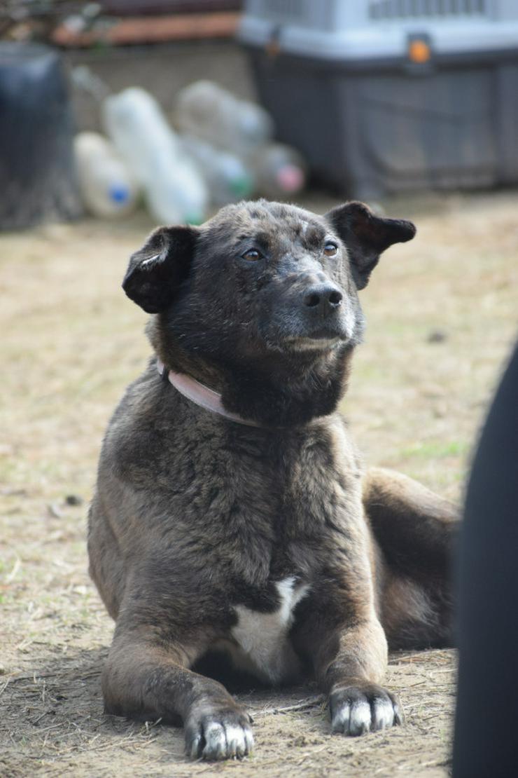 Bild 4: Kotangens ist eine ruhige und unauffällige Hundedame.