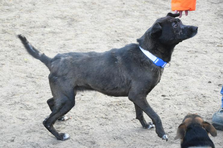 Bild 5: Kotangens ist eine ruhige und unauffällige Hundedame.