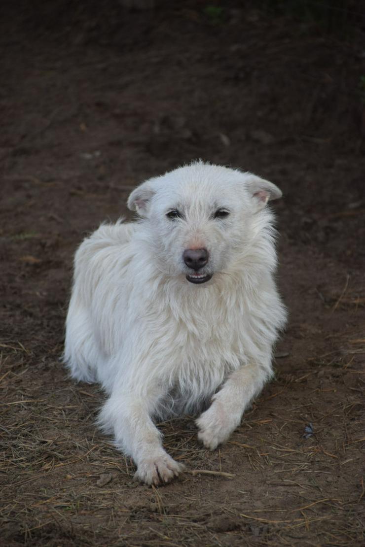 Chanel ist eine liebe, neugierige Junghündin.