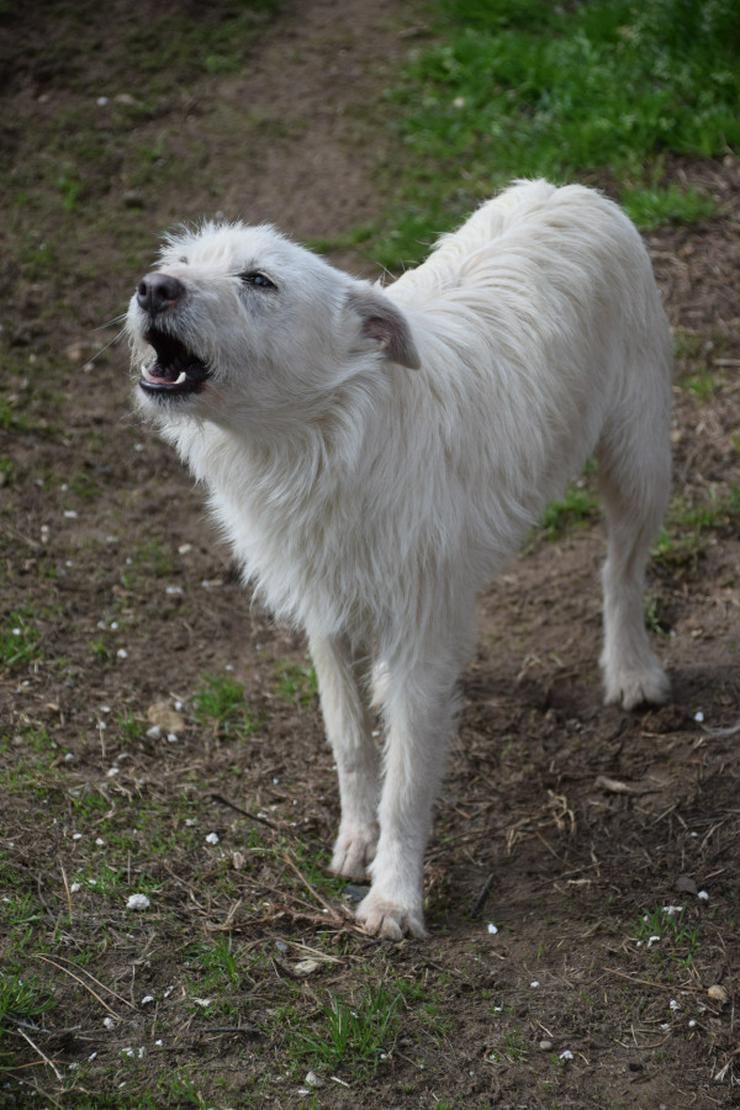 Bild 7: Chanel ist eine liebe, neugierige Junghündin.