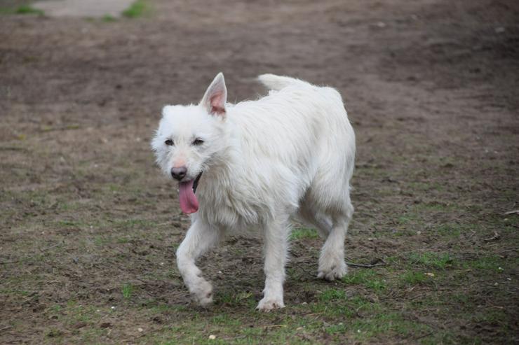 Bild 3: Chanel ist eine liebe, neugierige Junghündin.
