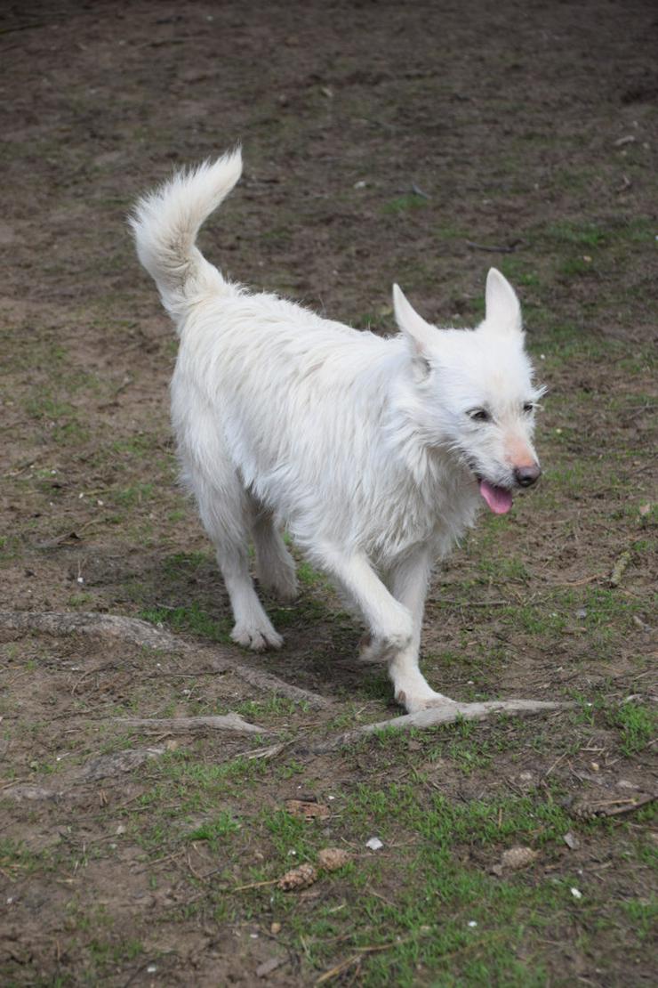 Bild 4: Chanel ist eine liebe, neugierige Junghündin.