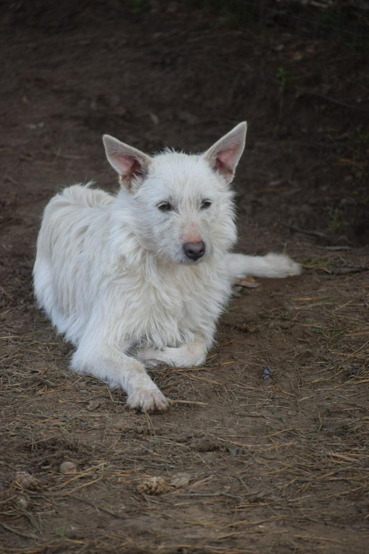 Bild 2: Chanel ist eine liebe, neugierige Junghündin.