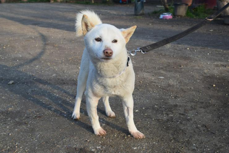 Bild 4:  Lemon wurde auf der Straße ohne Chip gefunden.