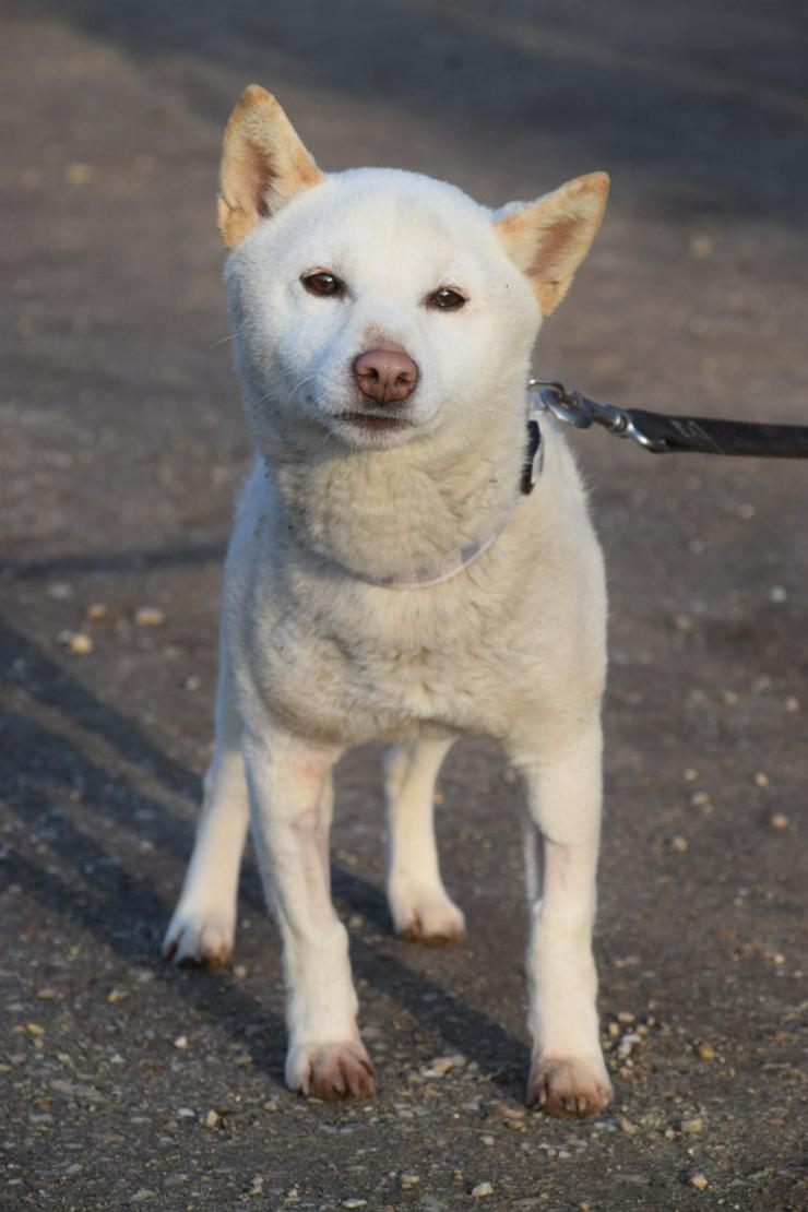 Bild 2:  Lemon wurde auf der Straße ohne Chip gefunden.