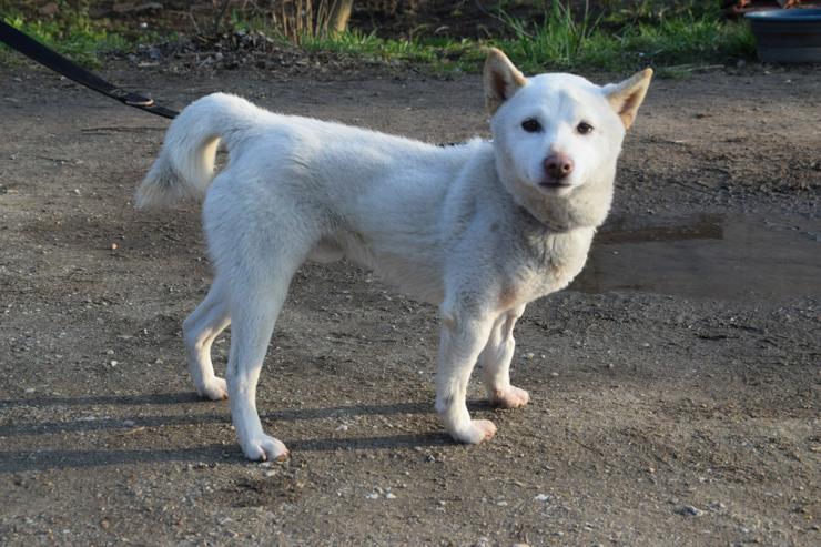 Bild 7:  Lemon wurde auf der Straße ohne Chip gefunden.