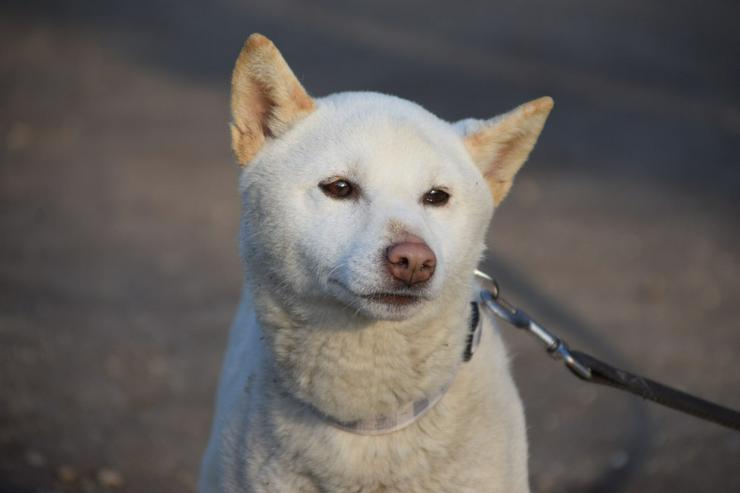 Bild 3:  Lemon wurde auf der Straße ohne Chip gefunden.