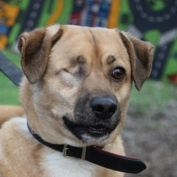 Bild 9: Popeye ist ein charmanter Junghund.