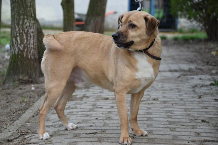 Bild 8: Popeye ist ein charmanter Junghund.