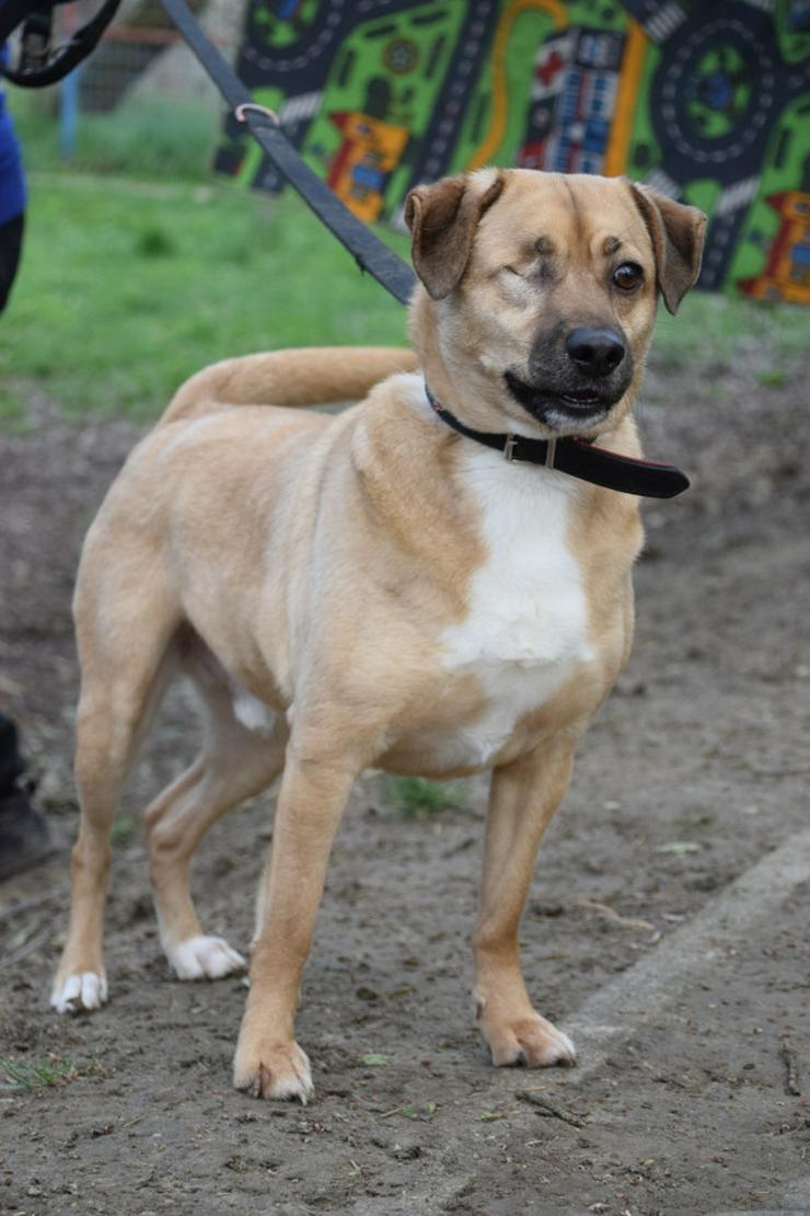 Popeye ist ein charmanter Junghund.