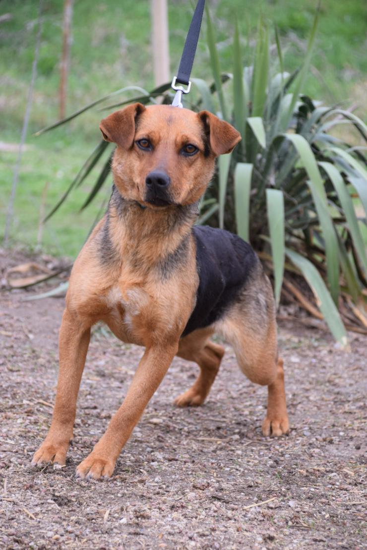 Bild 4: Georgina ist eine entzückende Hündin, die ein neues Zuhause sucht.