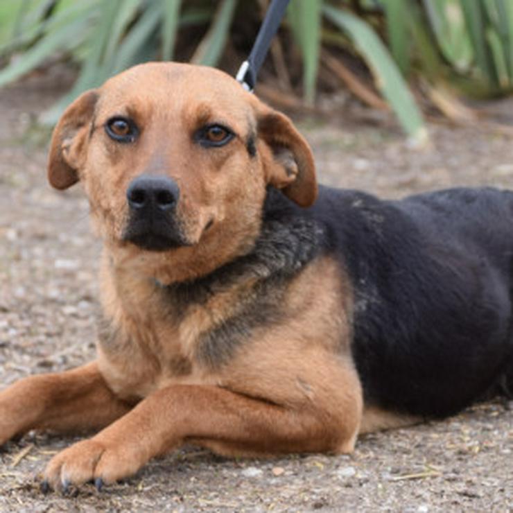 Bild 7: Georgina ist eine entzückende Hündin, die ein neues Zuhause sucht.