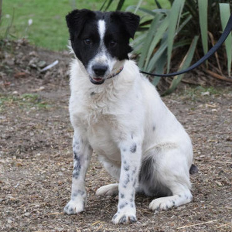 Bild 9: Boris ist ein charmanter Foxterrier-Mix, der ein liebevolles Zuhause sucht.