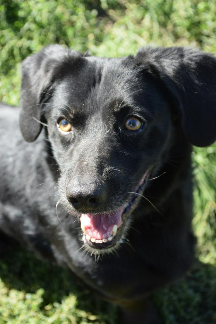 Bild 10: Poldi ist ein ruhiger, guter Junge.