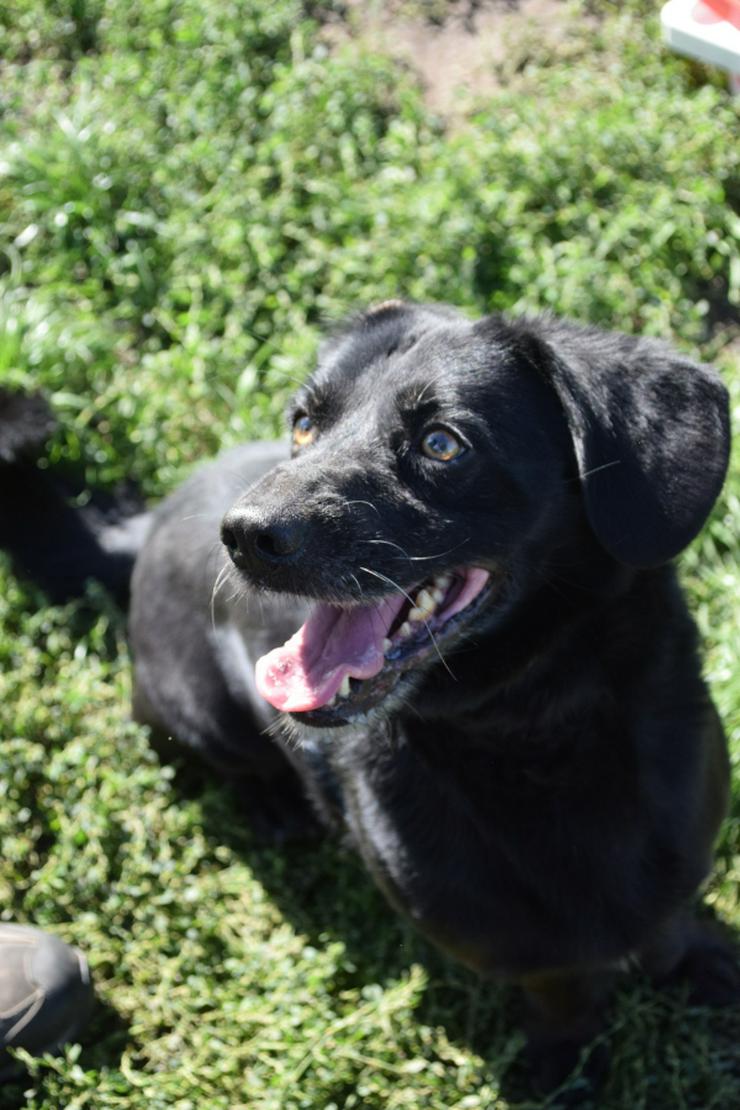 Bild 12: Poldi ist ein ruhiger, guter Junge.