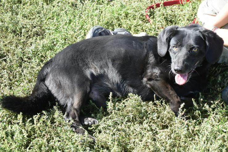 Bild 11: Poldi ist ein ruhiger, guter Junge.