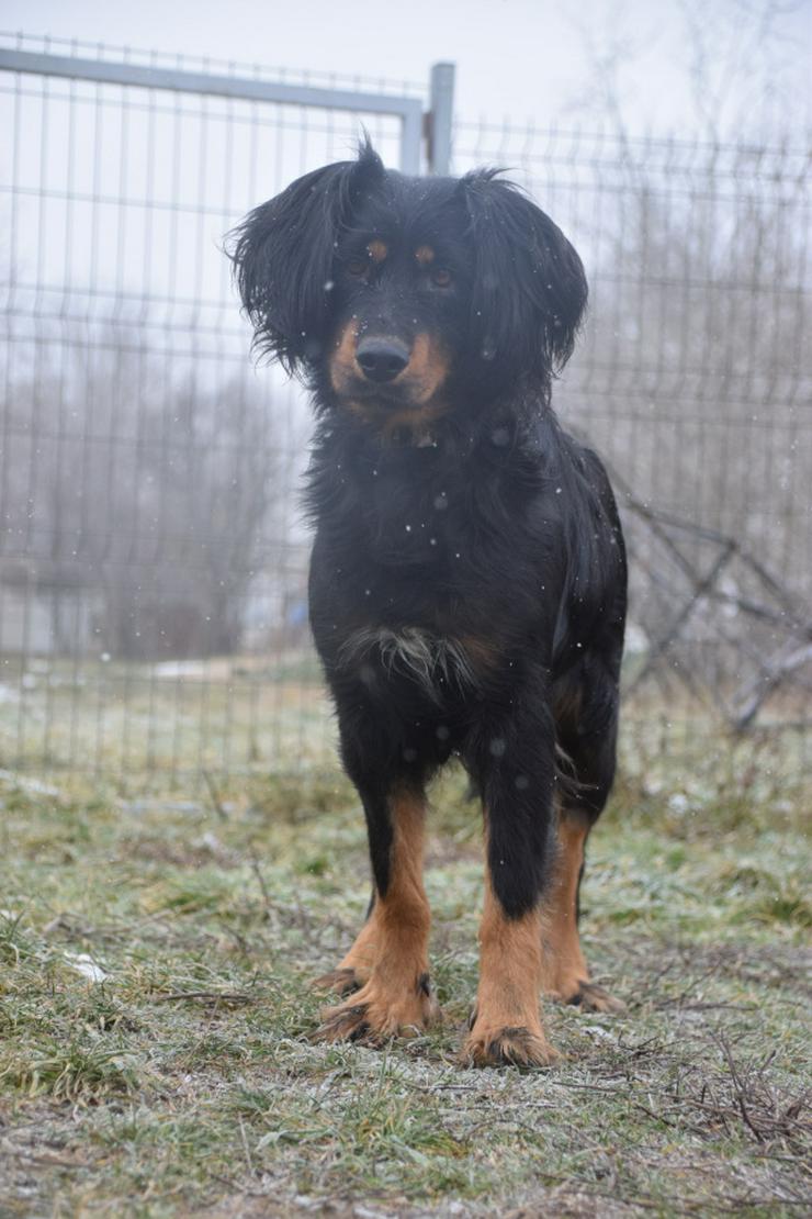 Bild 7: Serena ist eine bildhübsche Gordon Setter Mix Hündin.