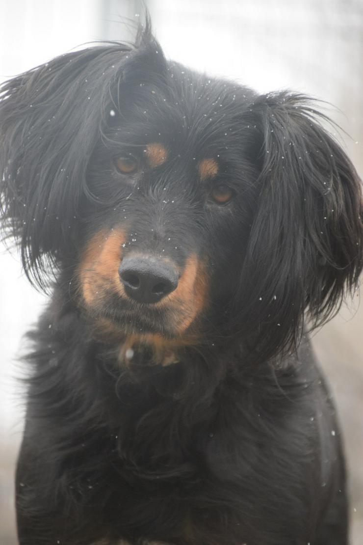 Bild 5: Serena ist eine bildhübsche Gordon Setter Mix Hündin.