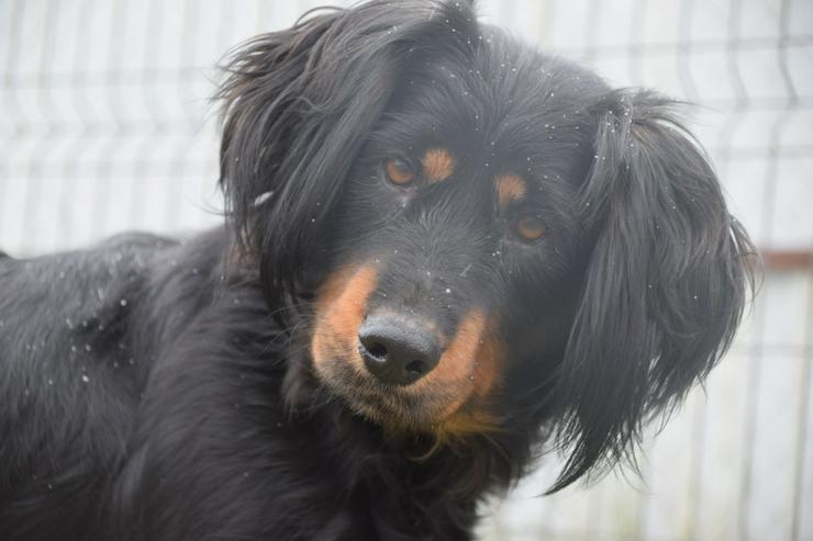 Bild 8: Serena ist eine bildhübsche Gordon Setter Mix Hündin.