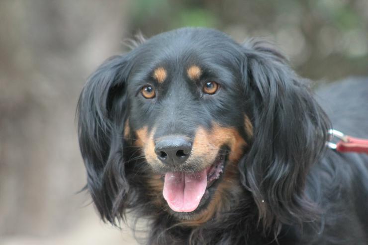 Serena ist eine bildhübsche Gordon Setter Mix Hündin.