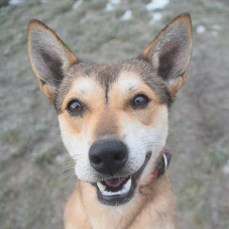 Bild 10: Madita ist eine aktive Junghündin.