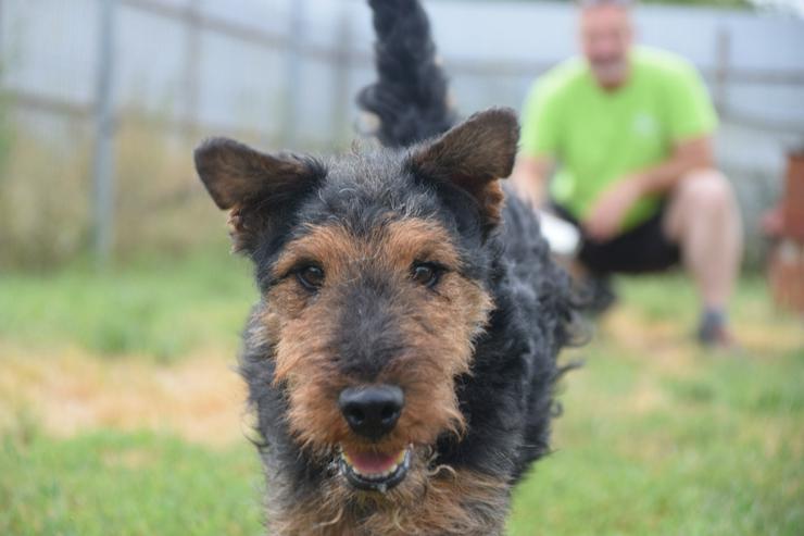 Bild 13: Tequila ist ein aktiver und verspielter Terrierjunge.