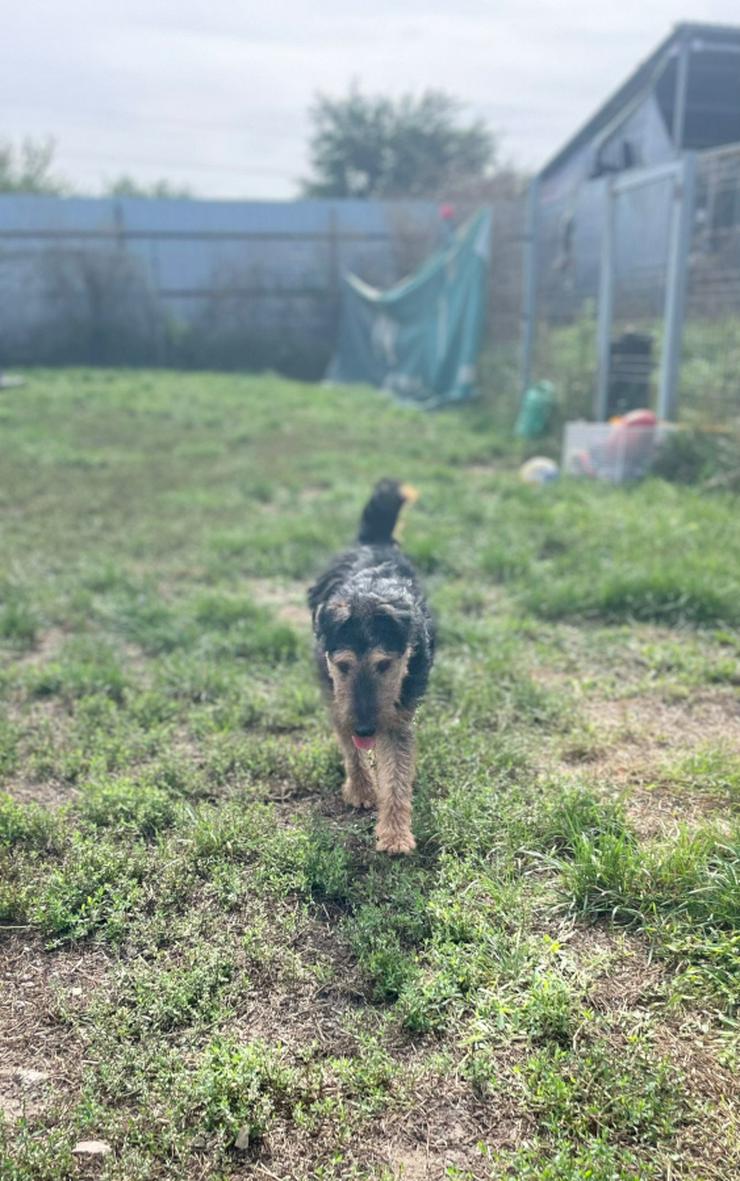 Bild 12: Tequila ist ein aktiver und verspielter Terrierjunge.