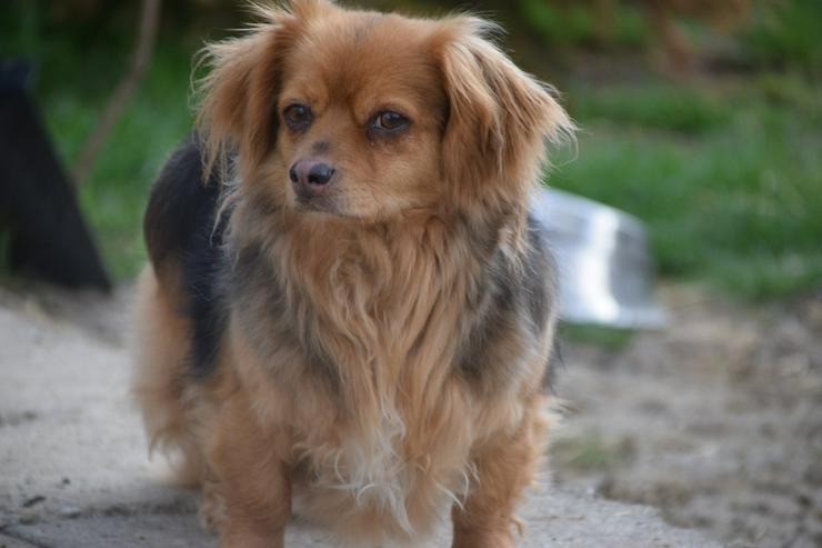 Felia ist eine entzückende, kleine Mischlingshündin.