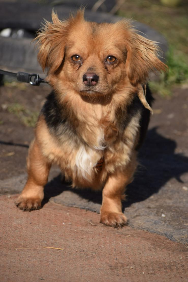 Bild 5: Felia ist eine entzückende, kleine Mischlingshündin.