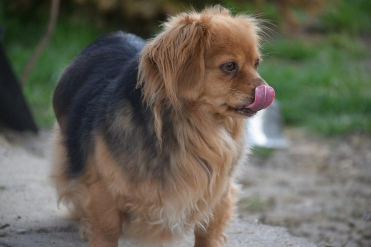 Bild 2: Felia ist eine entzückende, kleine Mischlingshündin.