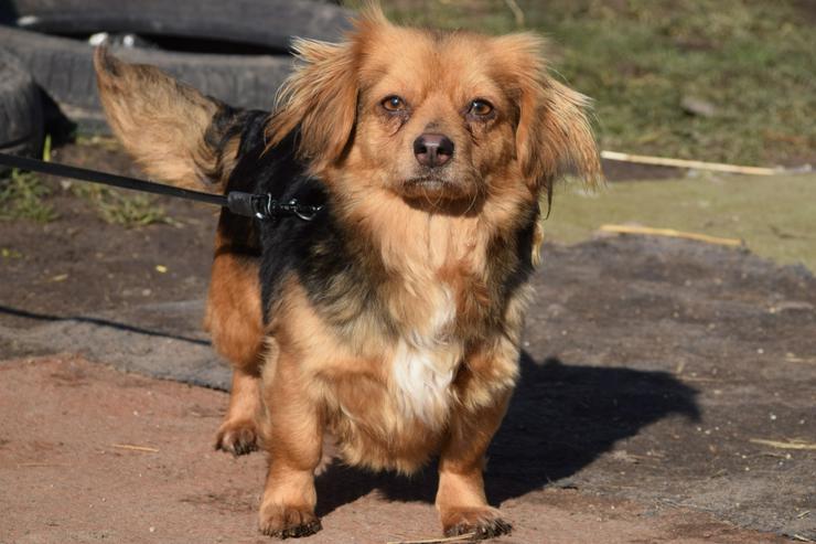 Bild 8: Felia ist eine entzückende, kleine Mischlingshündin.