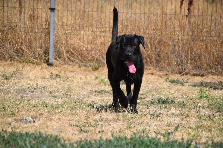 Bild 4: Kompot ist ein hübscher, großer Kerl.