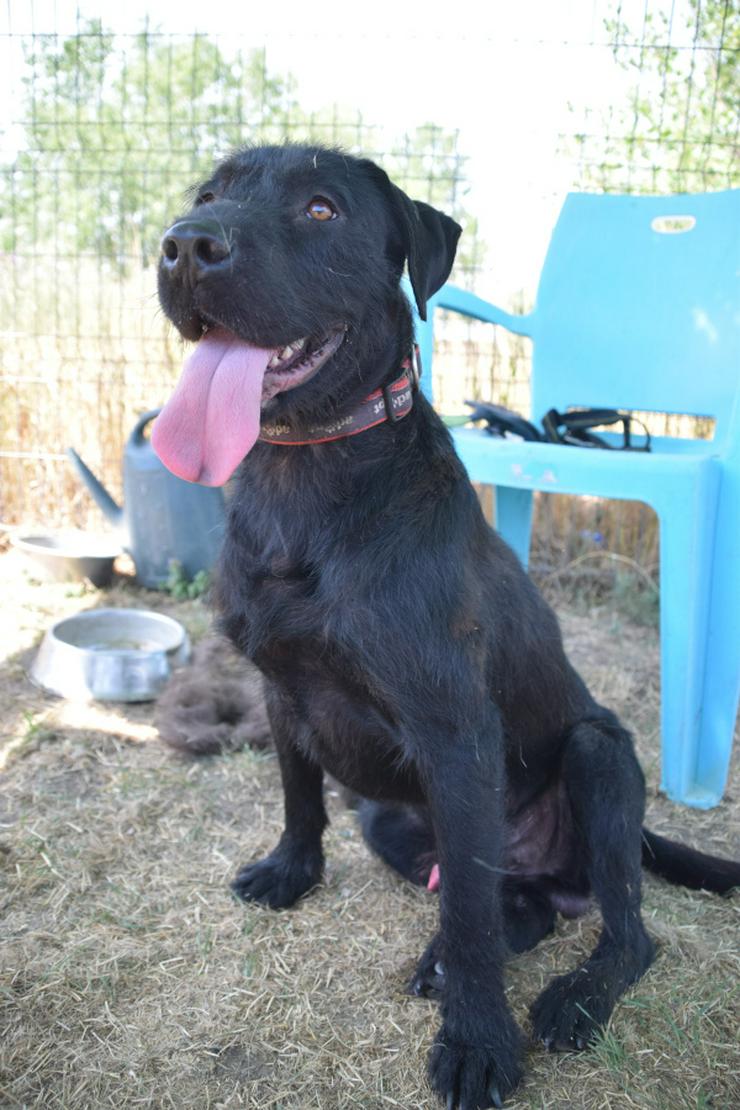 Bild 9: Kompot ist ein hübscher, großer Kerl.