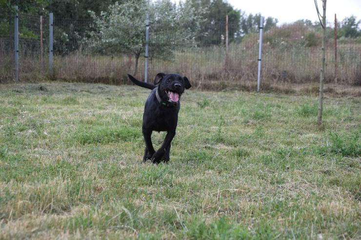 Bild 8: Kompot ist ein hübscher, großer Kerl.