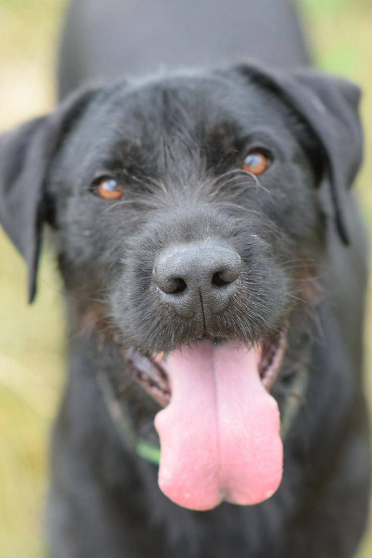 Bild 5: Kompot ist ein hübscher, großer Kerl.