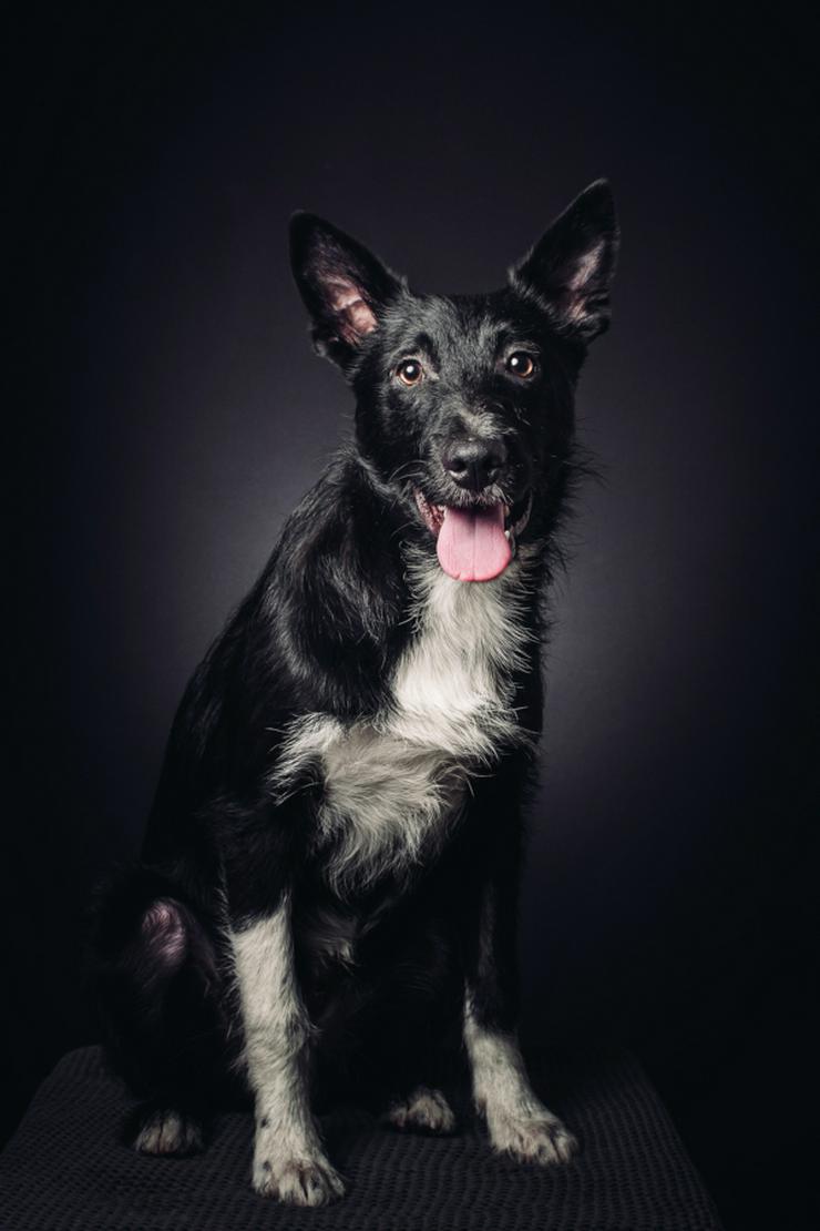 Bild 13: Magnus ist ein bildhübscher, süßer Junghund.