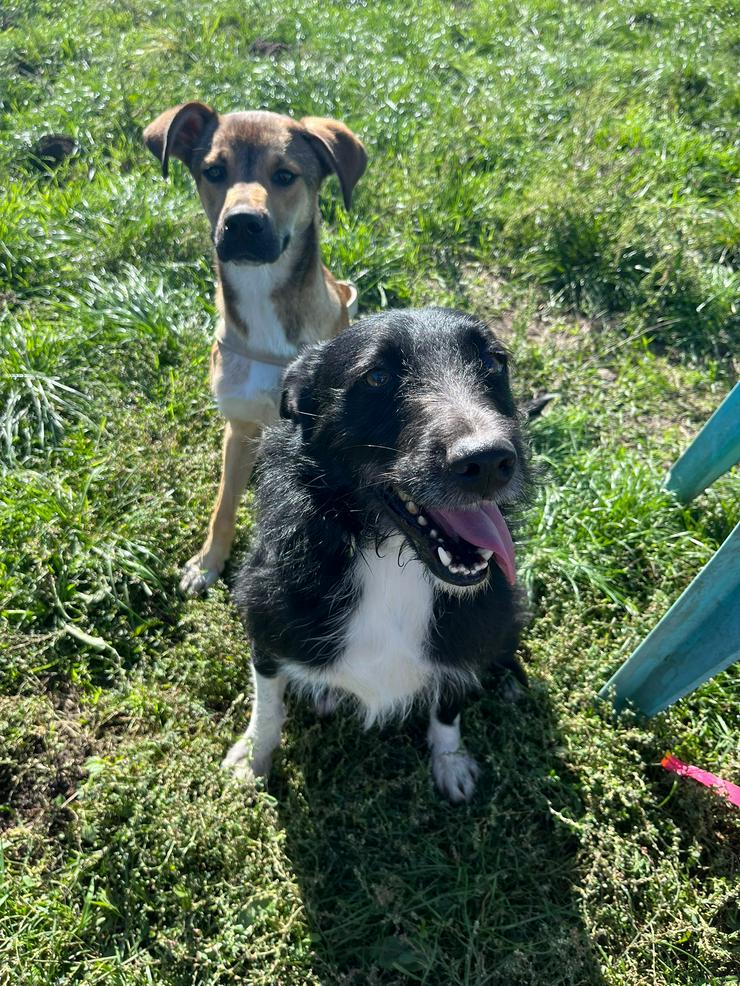 Bild 2: Magnus ist ein bildhübscher, süßer Junghund.