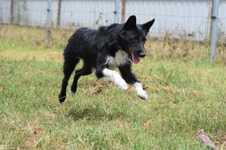 Bild 12: Magnus ist ein bildhübscher, süßer Junghund.