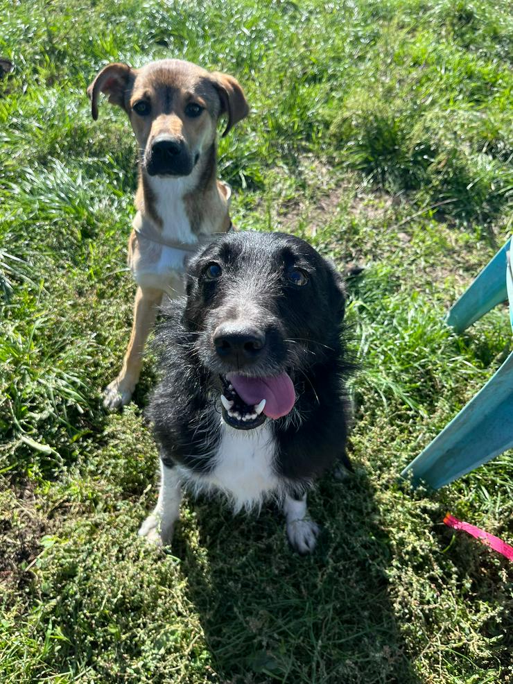 Magnus ist ein bildhübscher, süßer Junghund.