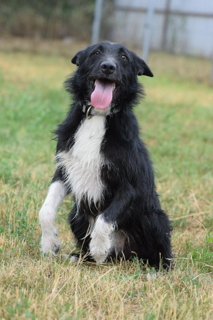 Bild 9: Magnus ist ein bildhübscher, süßer Junghund.