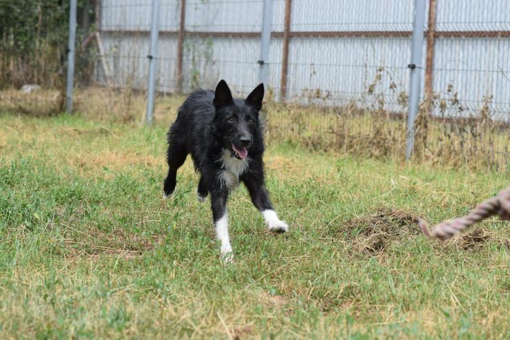 Bild 10: Magnus ist ein bildhübscher, süßer Junghund.