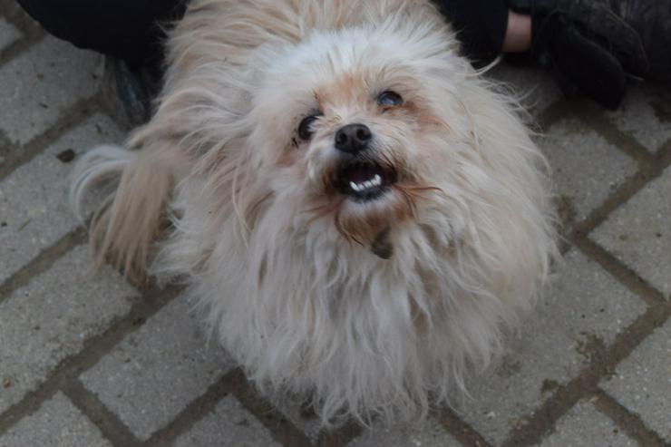 Bild 2: Rapunzel ist eine kleine Hündin mit großer Persönlichkeit.