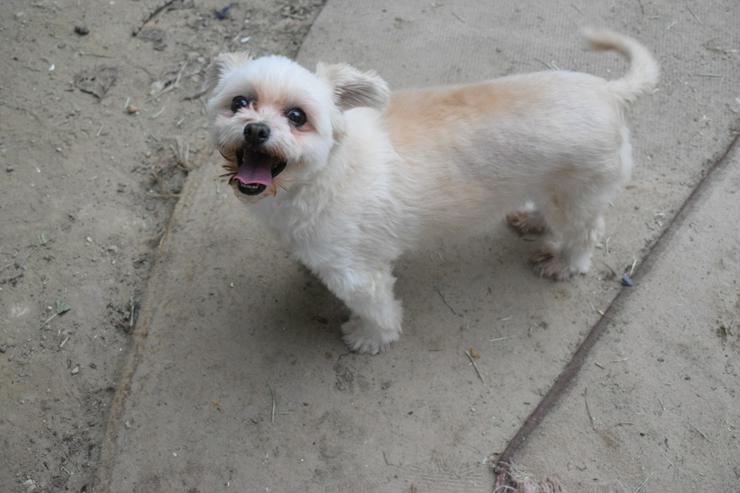 Bild 4: Rapunzel ist eine kleine Hündin mit großer Persönlichkeit.