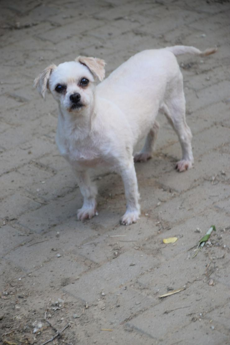 Bild 7: Rapunzel ist eine kleine Hündin mit großer Persönlichkeit.