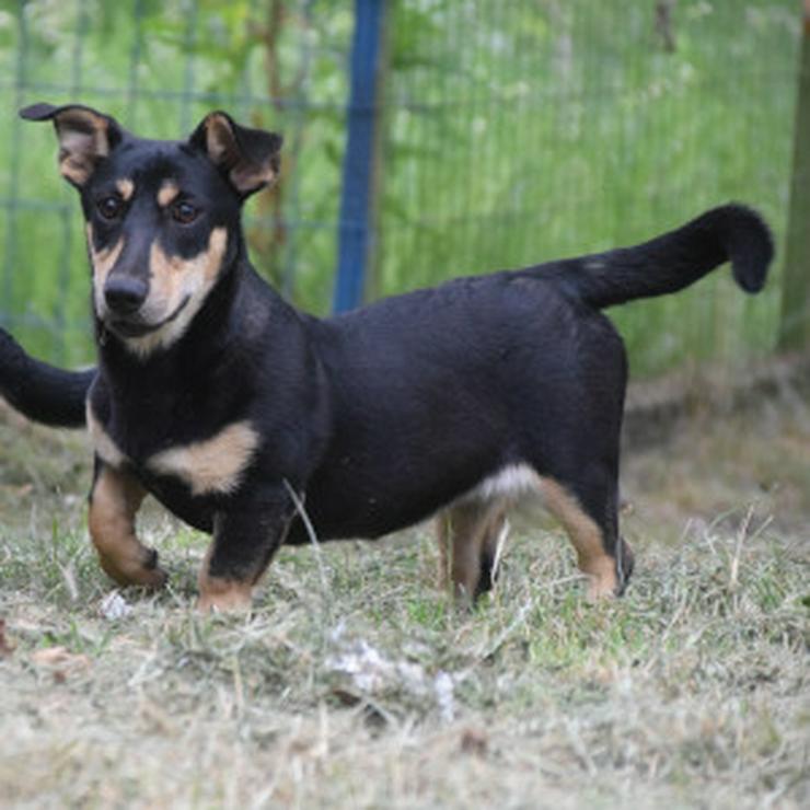 Bild 10: Sylvia ist ein kleines, schüchternes Hundekind.